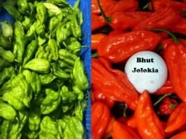 One of the most popular chillies on this planet, Bhoot Jolokia was formally exported all the best way from Nagaland to London for the primary time.