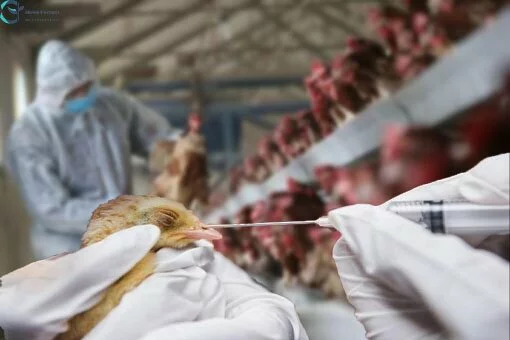 The Death Toll From Bird Flu Alarms The Medical Community, But Human Transmission Is Rare