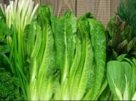 5 Vitamin-and-Mineral-Rich Leafy Vegetables To Include In Your Daily Diet Spinach, cabbage, broccoli, and more
