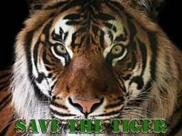 Helping Save The Tiger Campaign By Creating Printable Calendars