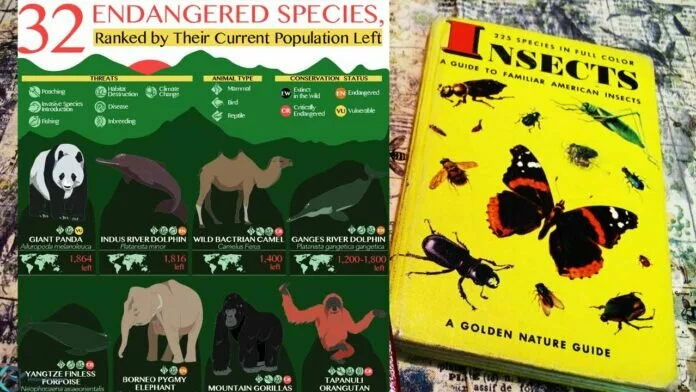 A Handmade Pop-up Book By A Chennai Artist Features 30 Critically Endangered Species
