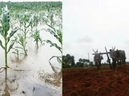 The south-west monsoon gathered tempo in the previous few days, due to which cumulative all-India rainfall was simply 2% beneath regular as on July 28, in contrast with 8% beneath regular every week again.